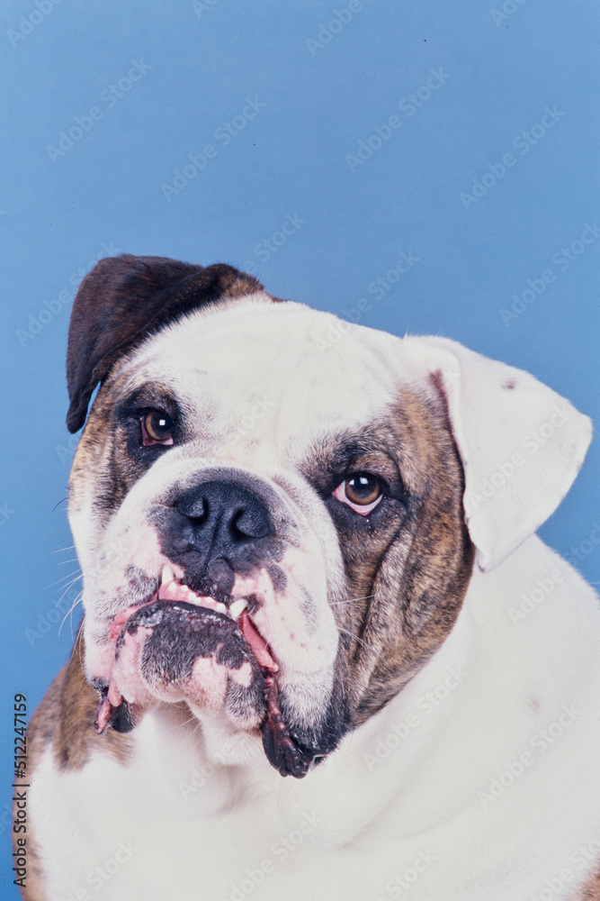 Close-up of an English bulldog on a blue background