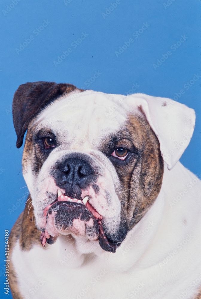 Close-up of an English bulldog on a blue background