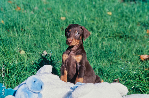 A Doberman puppy sitting in grass with stuffed toys photo