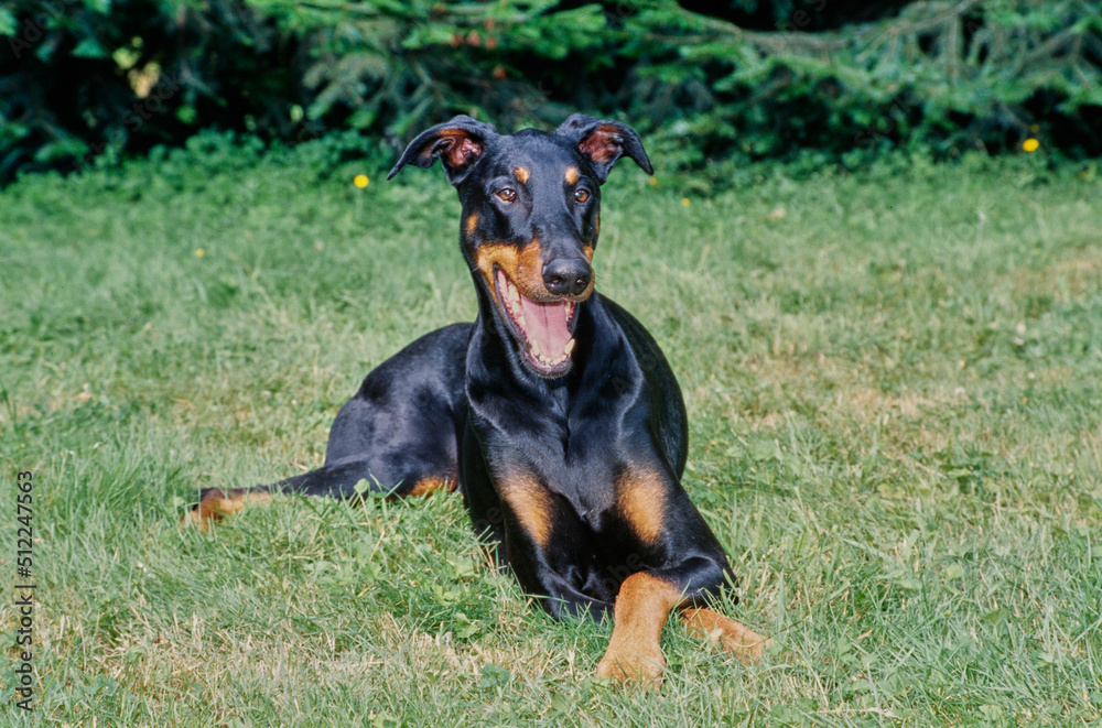 A Doberman laying in green grass