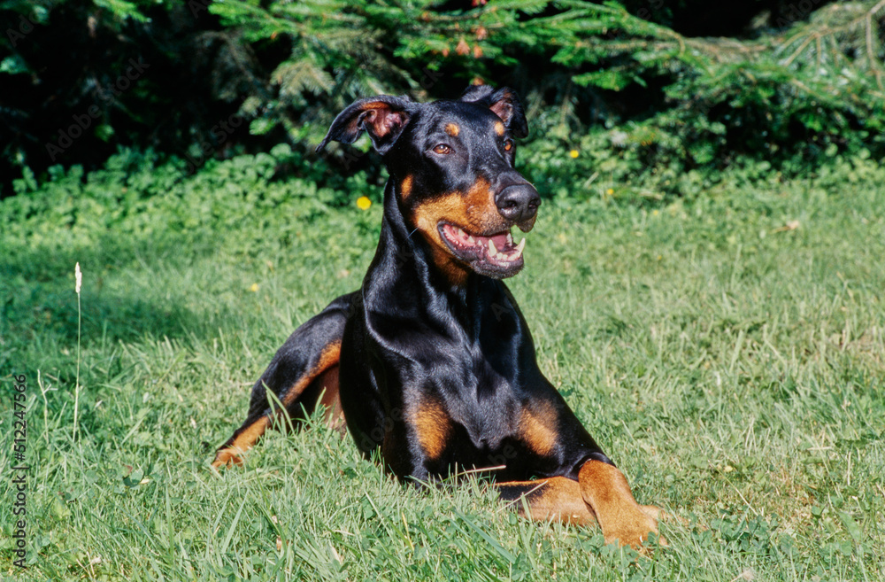 A Doberman laying in green grass