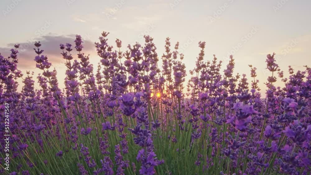 Lavender at sunset. Nature video composition.