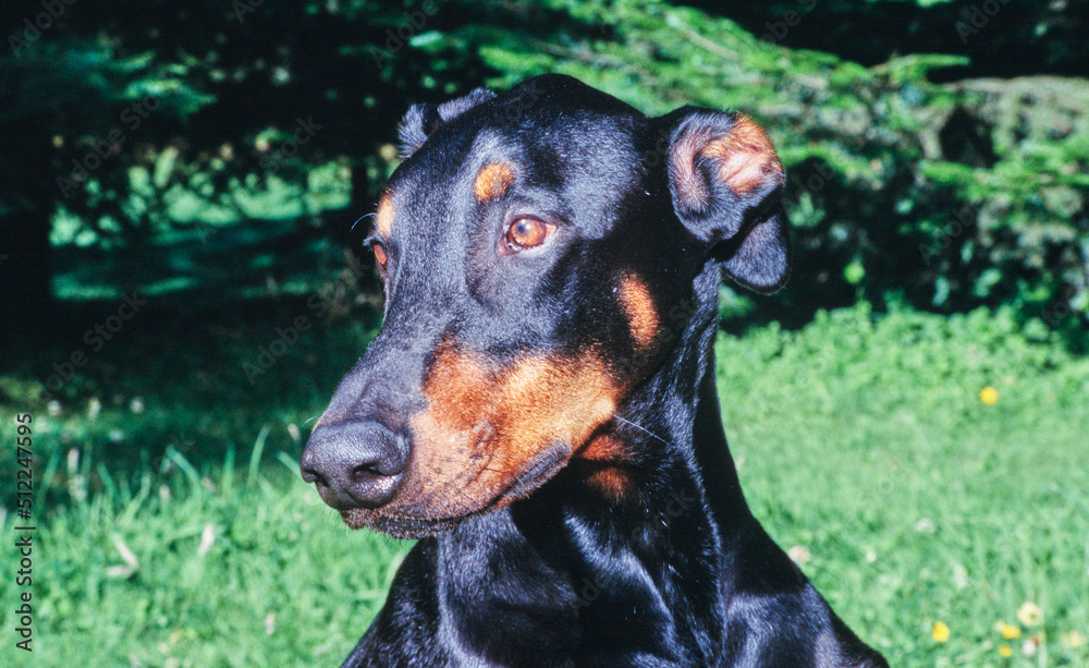 Close-up of a Doberman in front of greenery