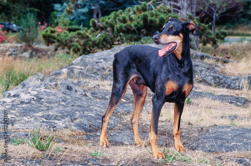 A Doberman standing on rocky terrain with greenery in the background