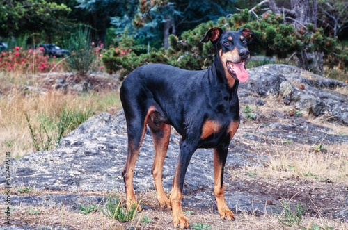 A Doberman standing on rocky terrain with greenery in the background