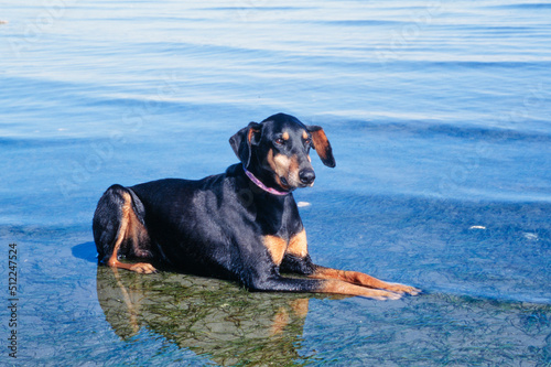 A Doberman laying in a shallow body of water