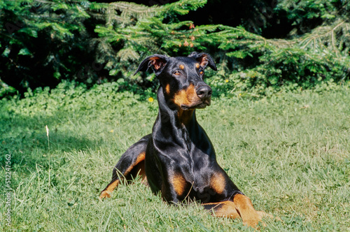 A Doberman laying in green grass © SuperStock