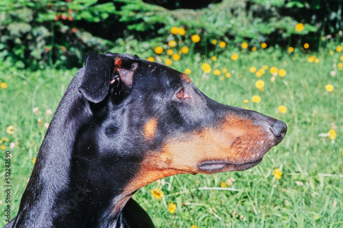 Profile close-up of a Doberman in front of grass and yellow flowers