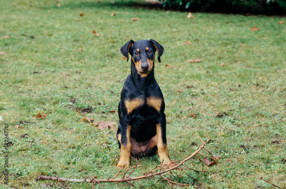 A Doberman in grass sitting with a stick A Doberman in grass sitting with a stick