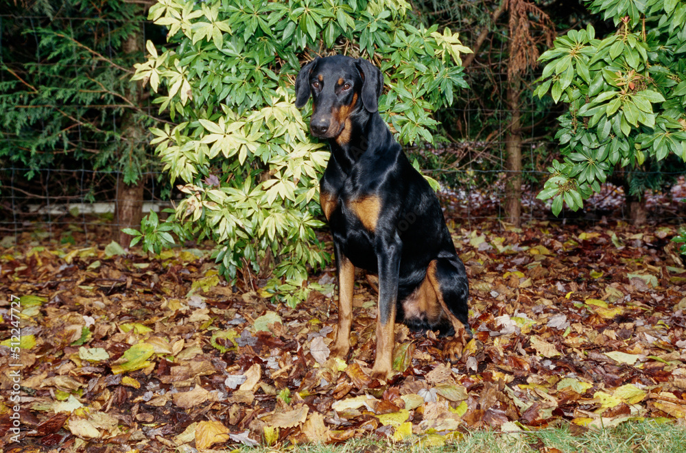 A Doberman sitting in leaves with green foliage behind