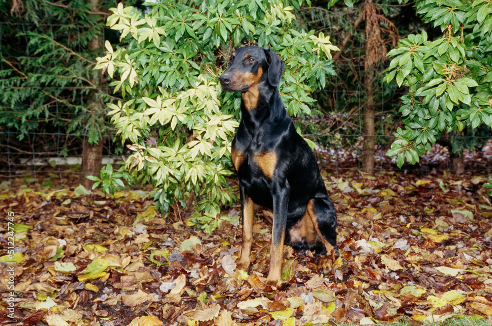 A Doberman sitting in leaves with green foliage behind