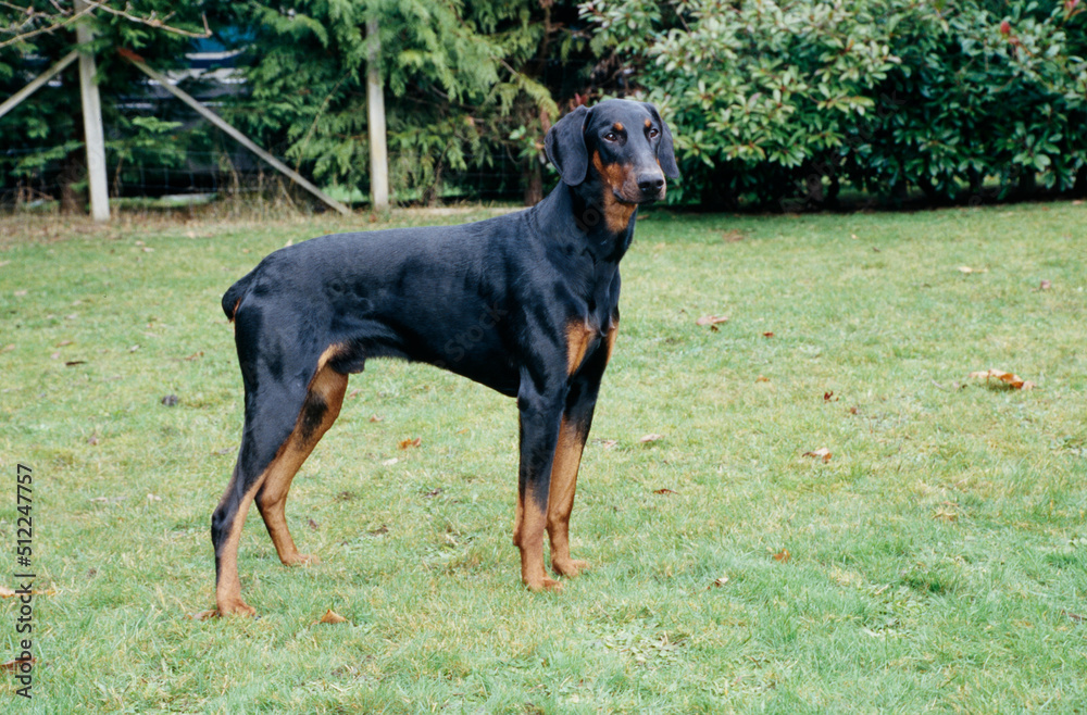 A Doberman standing on a grass lawn A Doberman standing on a grass lawn