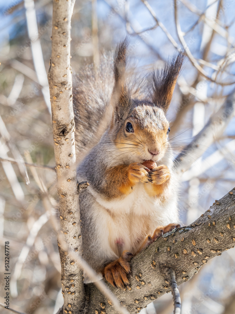 Fototapeta premium The squirrel with nut sits on tree in the winter or late autumn