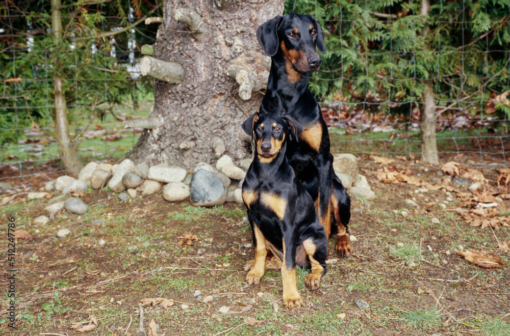 A Doberman and a puppy in front of a rock lined tree