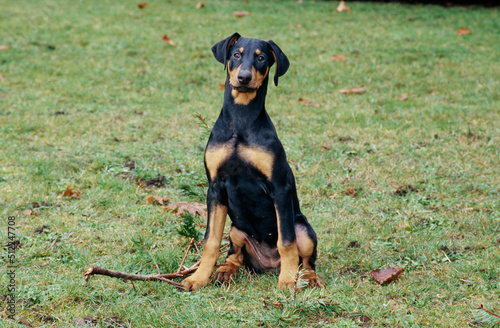 A Doberman in grass sitting with a stick