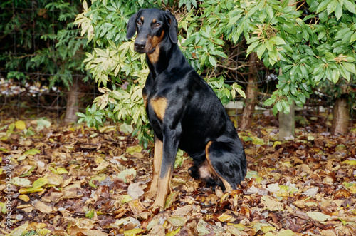 A Doberman sitting in leaves with green foliage behind