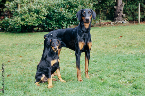 A Doberman and a puppy on a grass lawn