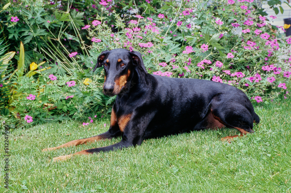 A Doberman laying on a grass lawn in front of purple flowers A Doberman laying on a grass lawn in front of purple flowers