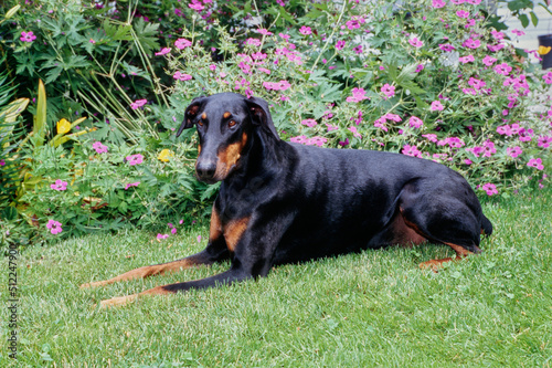 A Doberman laying on a grass lawn in front of purple flowers