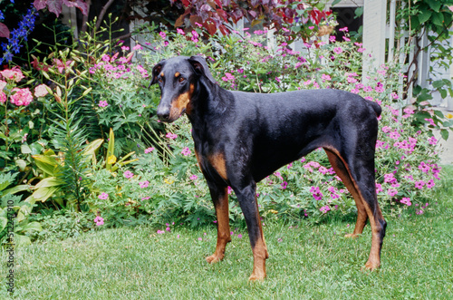 A Doberman standing on a grass lawn in front of purple flowers