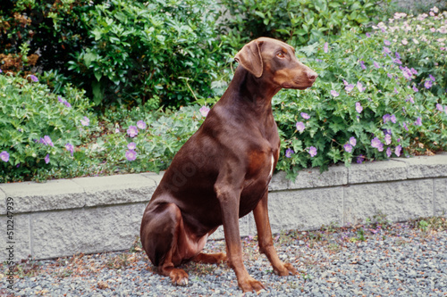 A Doberman sitting on gravel with purple flowers and greenery in the background