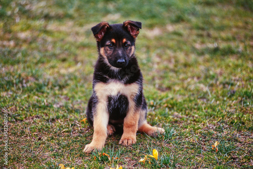 A German shepherd puppy in grass