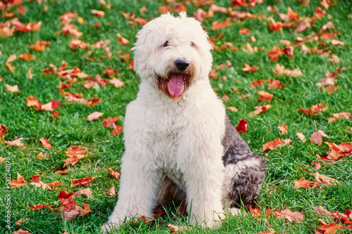 Old English sheepdog on grass
