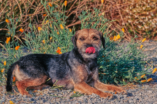 A border terrier on gravel photo