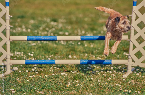 Fototapeta Naklejka Na Ścianę i Meble -  A border terrier on an agility course
