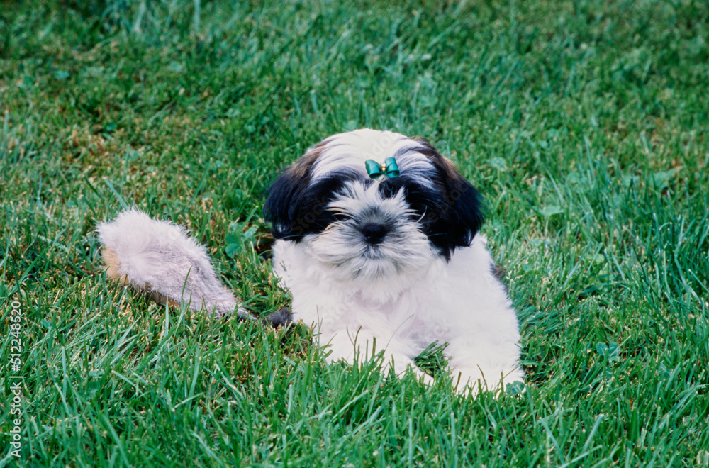 Fototapeta premium Shih Tzu in grass