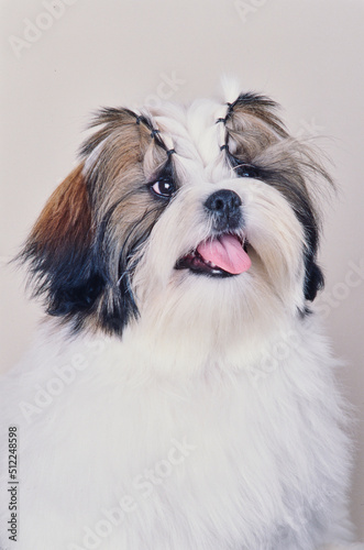 Close up of a Shih Tzu on white background