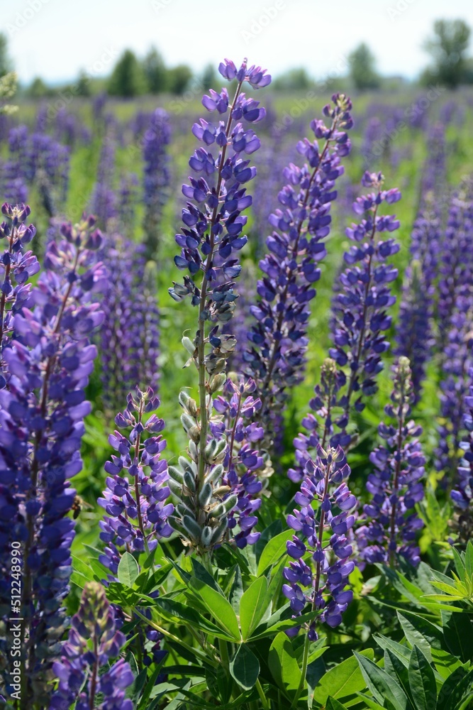 Naklejka premium Large beautiful purple lupine field outdoors