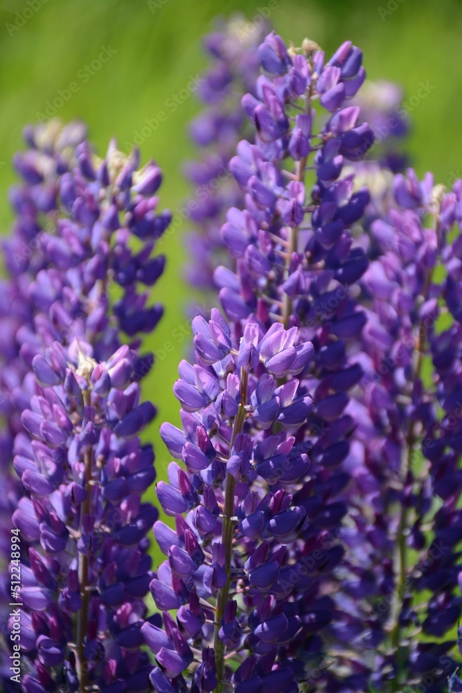 Naklejka premium Beautiful lush purple lupins close up