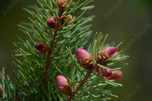 Rare flowering of old spruce with pink cones