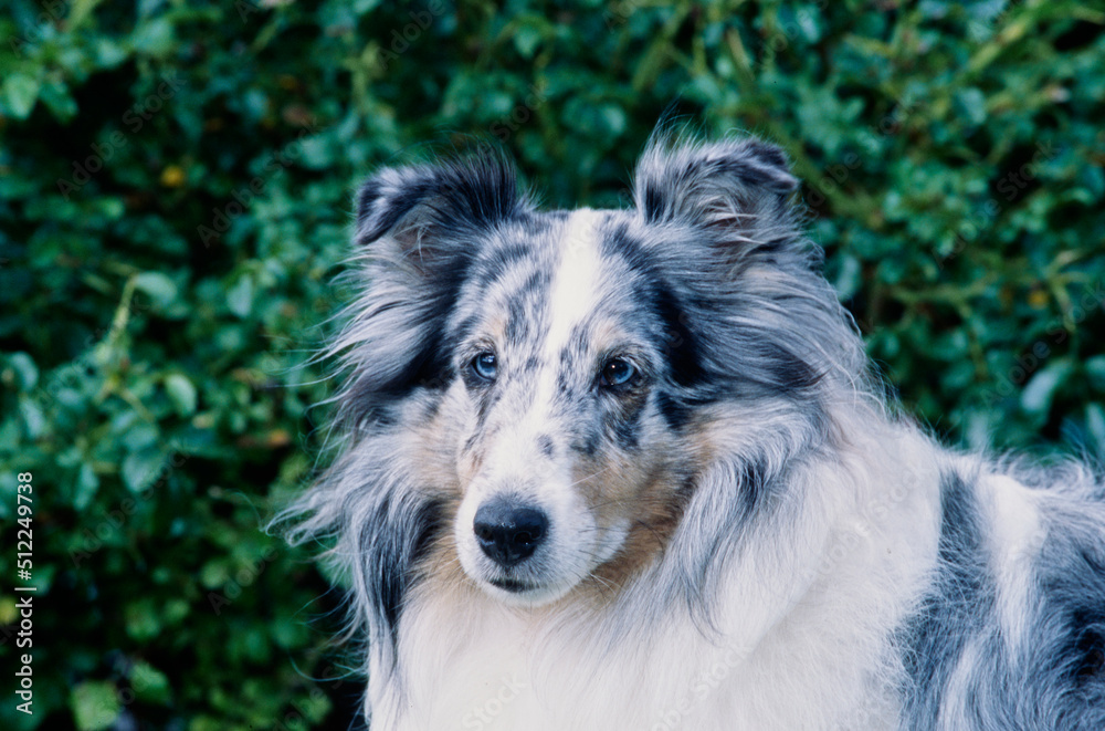 A close-up of a sheltie with greenery in the background