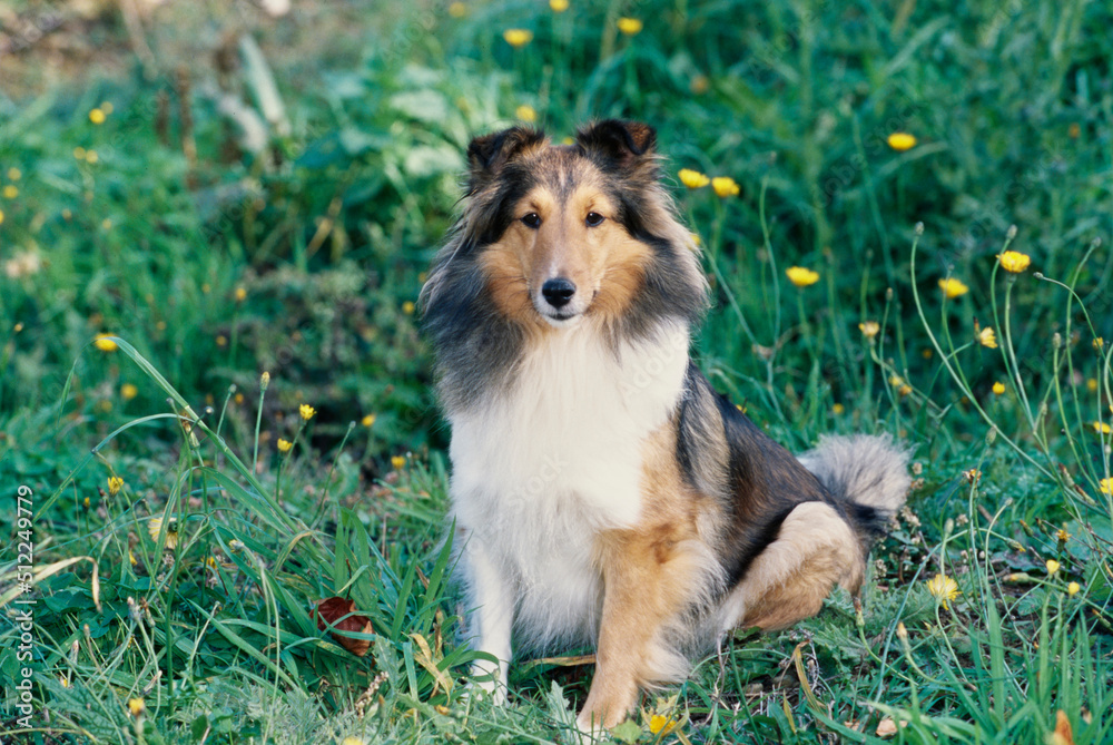 Sheltie in grass Sheltie in grass
