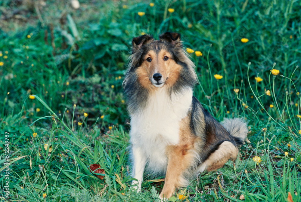 Sheltie in grass