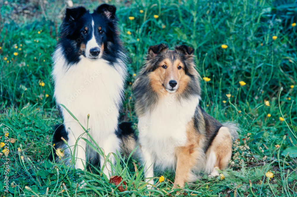 Two shelties in grass Two shelties in grass