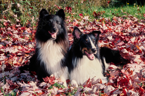 Two shelties laying in leaves photo