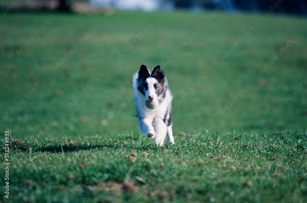 Sheltie running with a ball on grass Sheltie running with a ball on grass