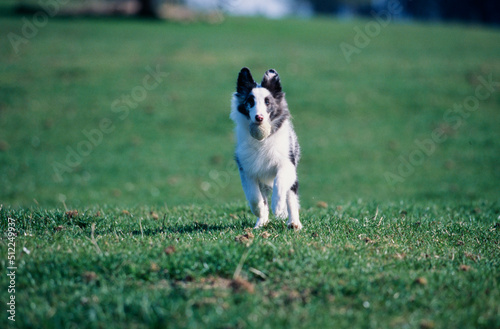 Sheltie running with a ball on grass
