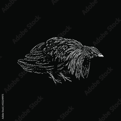 Nicobar pigeon hand drawing vector illustration isolated on black background photo