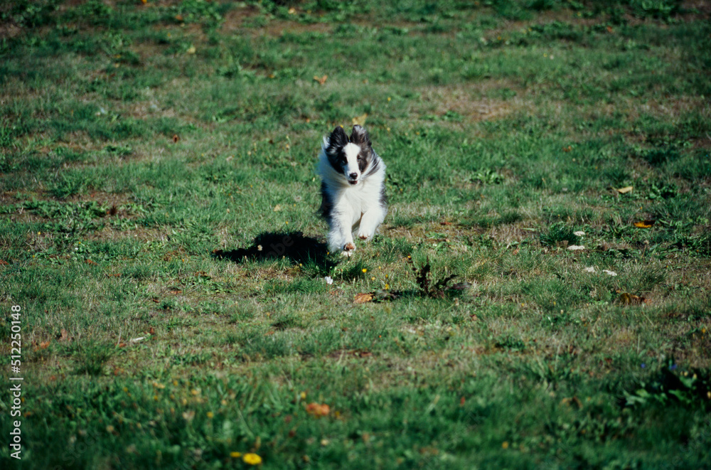 A sheltie in grass A sheltie in grass