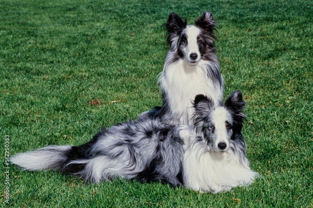 Two shelties in grass