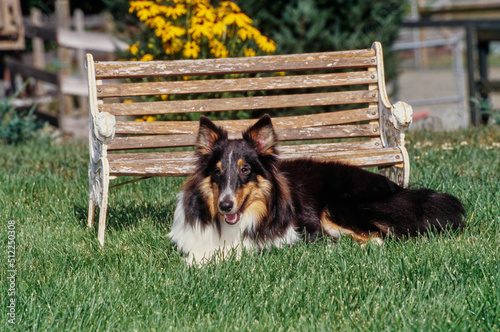 A sheltie on grass photo