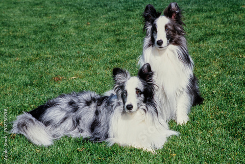Two shelties in grass