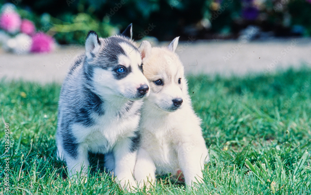 Siberian husky puppies on grass