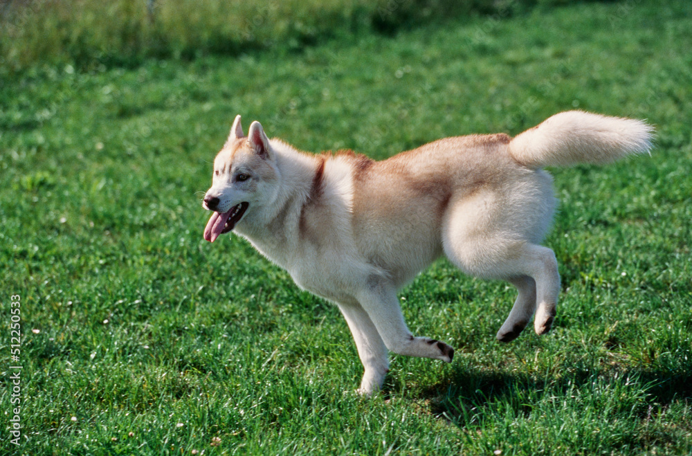 Siberian Husky on grass Siberian Husky on grass