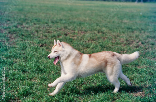 Siberian Husky on grass