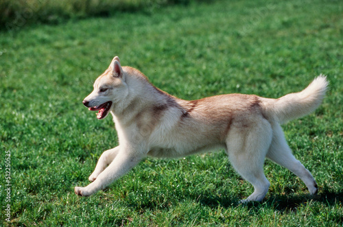 Siberian Husky on grass © SuperStock